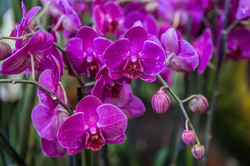Fototapeta na wymiar Red orchid purple spotted close-up
