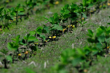 Soybeans in the field 