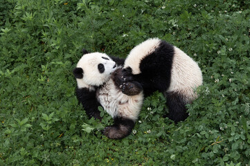 giant panda eating bamboo