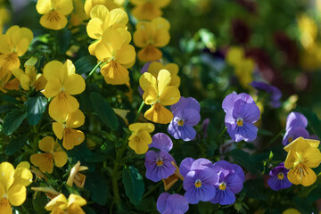 Small yellow and purple pansies blooming (Viola cornuta Admire Clear Mix)