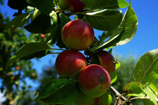 Red Elstar Apfel
