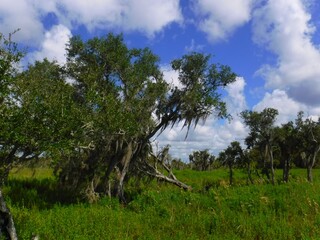 Fototapeta na wymiar North America, United States, Florida, Collier County, Big Cypress Reservation and Billie Swamp Safari 