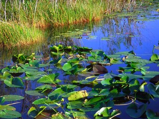 Naklejka premium United States, Florida, Miami-Dade County, Everglades National Park, Anhinga Trail 