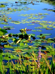 North America, United States, Florida, Everglades National Park, water lily leaves