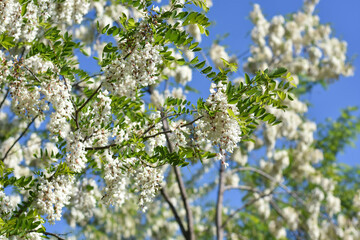 Acacia tree flowers blooming in the spring. Acacia flowers branch with a green background