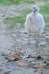 Baby flamingo