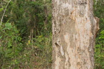 Obraz premium Teak tree in the forest with blurred background.Selective focus 