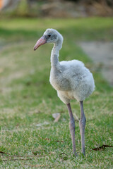 Baby flamingo