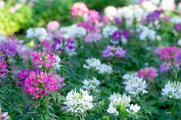 Colorful flower pictures Usually beautiful in cold weather. With a little space to write a message In order to communicate or send feelings to each other, Thailand 2020-12-14