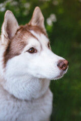 portrait of cute fluffy happy siberian husky dog