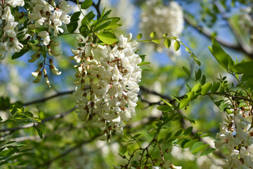 Acacia tree flowers blooming in the spring. Acacia flowers branch with a green background