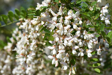 Fototapeta premium Acacia tree flowers blooming in the spring. Acacia flowers branch with a green background