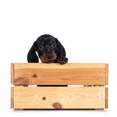 Super cute black and tan Dachshund aka teckel dog puppy, sitting in wooden crate with one paw on the edge. Looking towards camera. Isolated on white background.