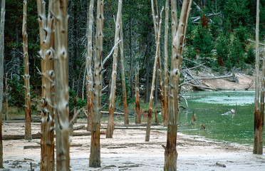 Hot spring lake with dead trees in Yellowstone National Park
