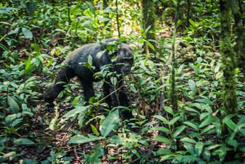 Chimpanzee Walking in the Jungle in Kibale National Park, Uganda