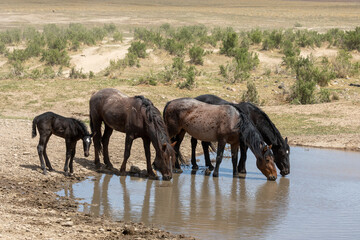 Wild Horses at a Utah Desert Waterhole