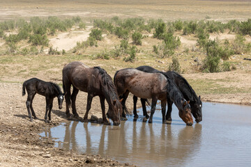 Fototapeta premium Wild Horses at a Utah Desert Waterhole