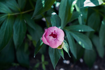 Peony flower, macro photography, nature photo