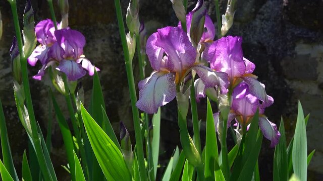 Violette Schwertlilien vor einer alten Steinmauer