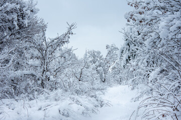 Winter walk into forest 