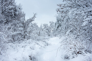 Winter walk into forest 