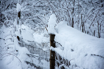 Winter walk into forest 