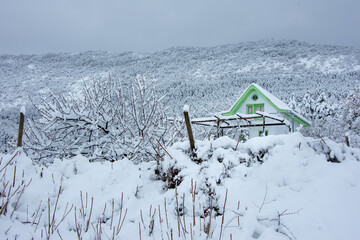 Winter walk into forest 