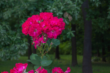 Moscow Botanical Garden