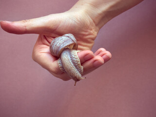 Grape snail crawling on hand.