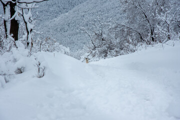Winter walk into forest 