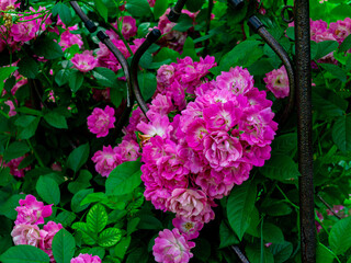 Fototapeta premium Moscow Botanical Garden