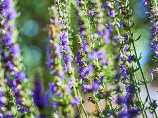 Purple flowers of hyssop (hyssopus officinalis)