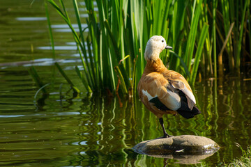 Moscow Botanical Garden