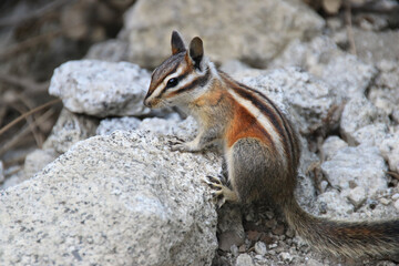 a watchful chipmunk in yosemite
