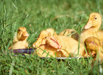 Cute young ducklings on a natural background.