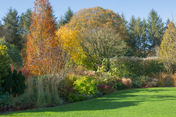 Fototapeta premium autumn forest in the autumn