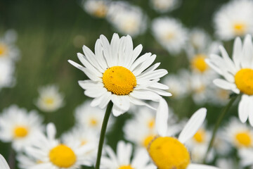 Fototapeta premium daisy