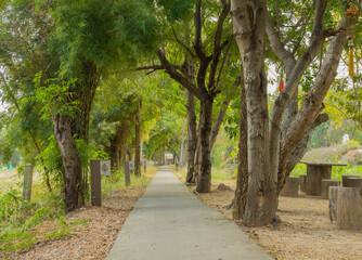 Walkway in a tree tunnel