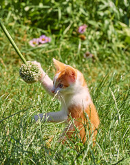 Kitten playing in the grass.