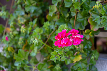 アイビーゼラニウムのピンクと白の花