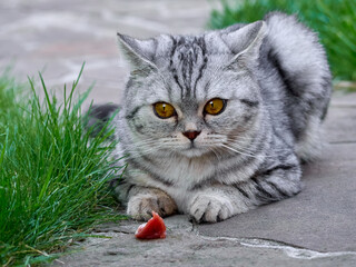 Kitten sitting in the garden.