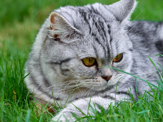 Kitten in the green grass.