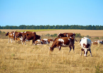 Fototapeta na wymiar Cows on a dry field.