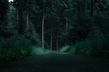 Launischer grüner Wald in Dunkelheit. Naturfoto
