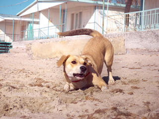 Active dog playing on the beach