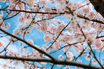 Cherry Blossoms in Full Bloom Against the Blue Sky