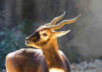 Blackbuck,The blackbuck, also known as the Indian antelope and Antilope cervicapra.