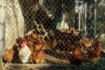 Small organic chicken farm outdoor, outside  a countryside farmer house in Italy