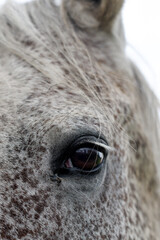 Horse's eye, horse portrait. Horse's eye, horse portrait.