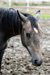 Obraz premium Horse head, outdoor horse portrait.